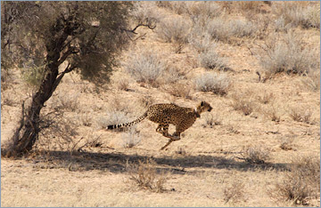 Gepard / Cheetah (Acinonyx jubatus) bei der Jagd