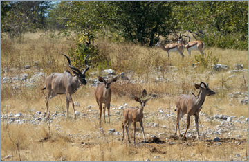 Alle strömen zum Wasserloch 'Olifantsbad': Kudus / Greater Kudu (Tragelaphus strepsiceros)