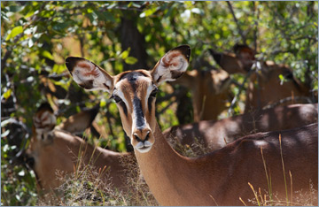 Schwarznasenimpala / Black-faced Impala (Aepyceros melampus petersi)