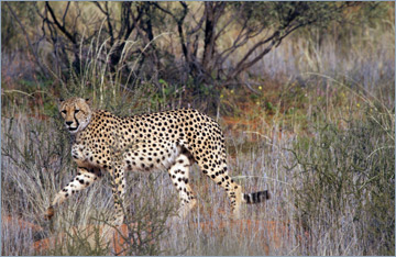 Gepard / Cheetah (Acinonyx jubatus)