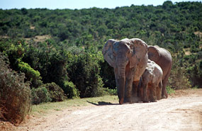 Elefanten im Gegenverkehr
