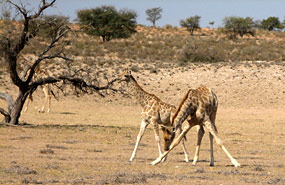Giraffen (Giraffa camelopardalis)