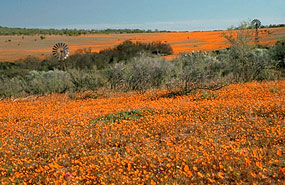 Frühjahrsblüte in der Skilpad Section des Namaqua National Parks