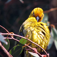 Webervogel - Cape Weaver (Ploceus capensis)